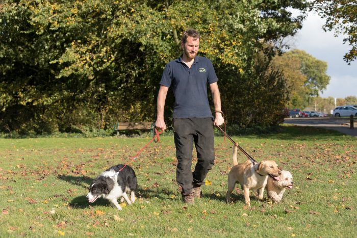 What to consider when choosing a dog walker | Franchise UK